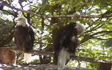 Les aigles  tte blanche