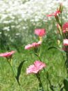 fleurs